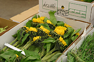 Helianthus, London new covent garden, flower market