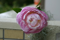 芍薬　'ルーズベルト'