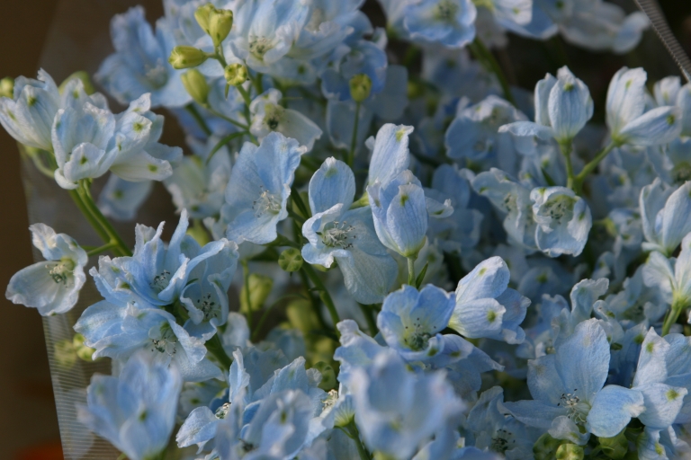 デルフィニウム デルフィニューム シネンンシス フラワーアレンジメントの花