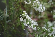 雪柳 '小雪'