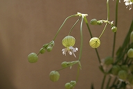 フラワーアレンジメントの花選び