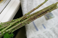 スプレーマム　セイサバの茎