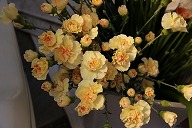 Sp　ダイアンサス/カーネーション　'ひだまり'　クリーム色