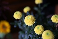 菊　ピンポンマム　黄色