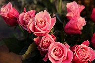 バラ　'マジェスティク'　花びら外側濃いピンク　内側薄ピンク