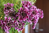 スカビオサ　'ワインピコティ'　深い紫色