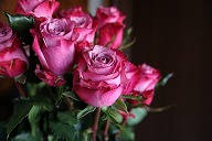 バラ　'ディープパープル'　中薄紫外側濃い赤紫