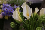 カラー 'ウエディングマーチ' オランダ海芋