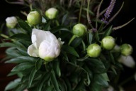 シャクヤク　芍薬　'深山の雪' 白