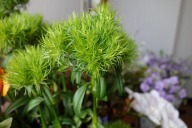 カーネーション '手毬草'