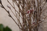 ヤナギ '紅七変化'