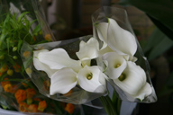 Zantedeschia 'Crystal Blush'