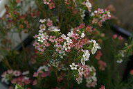 ワックスフラワー　Chamelaucium uncinatum