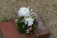 Small arrangement with ranunculus