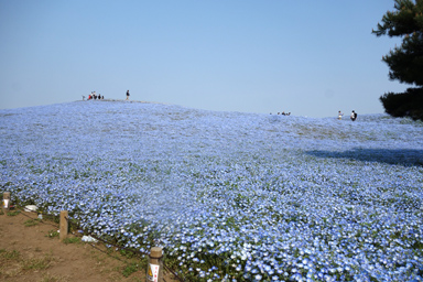 常陸海浜公園　ネモフィラの丘