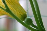 かぼちゃのめ花